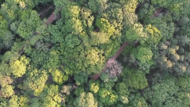 4k estoques aéreos de cima para baixo imagens de verde verão Parque com árvores e pessoas caminhando ao longo de caminhos — Vídeo de Stock