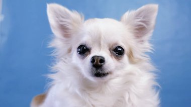 Şirin yavru köpek Chihuahua yakından meraklı bir ifadeyle dinliyor.