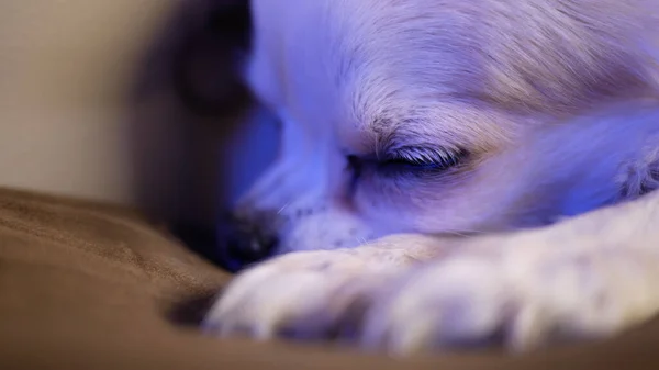 Gros Plan Chihuahua Dormant Sur Oreiller Lit — Photo