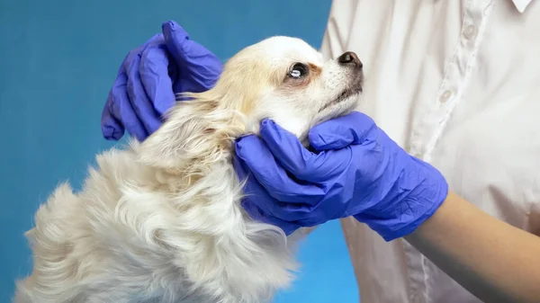 Veterinarian Checks Health Dog Conducting Inspection Ear Health Examination Blue — Stock Photo, Image