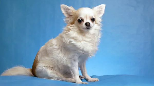 Güzel Pofuduk Beyaz Chihuahua Köpeği Mavi Arka Planda Poz Veriyor — Stok fotoğraf