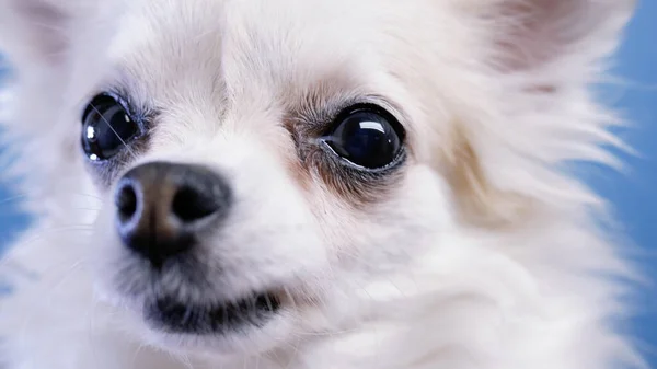 Yeux Chien Mignon Chihuahua Gros Plan Sur Fond Bleu — Photo