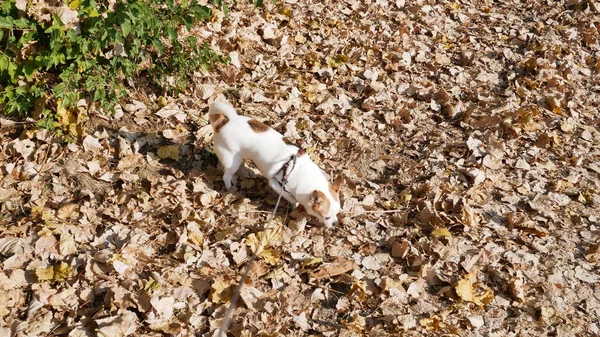 Маленькая Собачка Чихуахуа Поводке Открытом Воздухе Осеннем Парке Выгуливающая Собака — стоковое фото