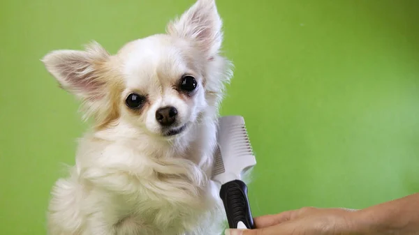 Närbild Hand Borsta Vit Fluffig Söt Hund Chihuahua Grön Bakgrund Royaltyfria Stockbilder