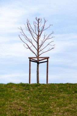 Genç ağaç ve mavi gökyüzü ile çimen tarlaları.