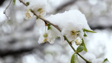 Bahçe bahçesinde kar beyazı bahar çiçekleriyle filizlenen kayısı ağacı. 