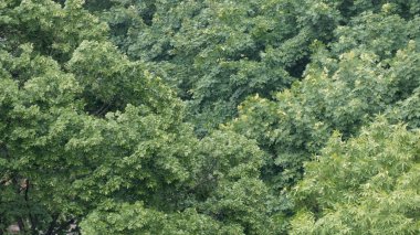 Fırtınalı hava. Yeşil ağaçların arka planında güçlü rüzgar var..