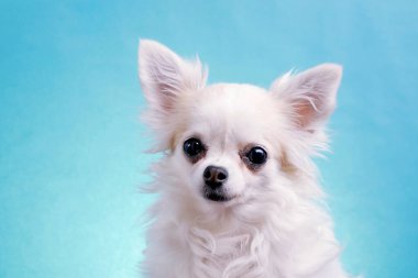 Stüdyoda izole edilmiş mavi bir arka planda sevimli, geniş gözlü bir chihuahua. Komik Chihuahua başını bir yana eğiyor, sonra diğer tarafa. Çok meraklı ve meraklıdır..