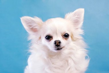 Komik, neşeli ve güzel bir Chihuahua portresi. Kameraya bakar, rejpgs 'i çeker ve yalar..