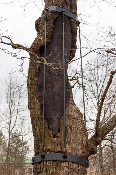 A metal structure on a tree that rescues a trunk struck by lightning in a park.