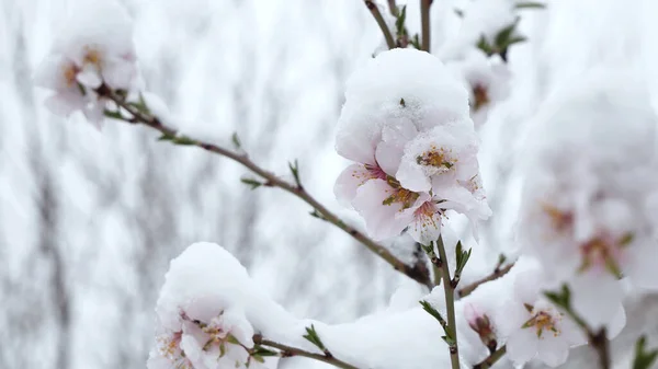 Rosa Blüten Blühender Pfirsichbaum Frühling Mit Schnee — Stockfoto