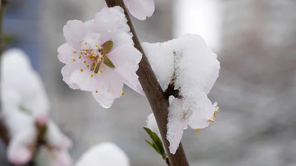 Flores Cor Rosa Árvore Pêssego Florescendo Primavera Com Neve — Fotografia de Stock