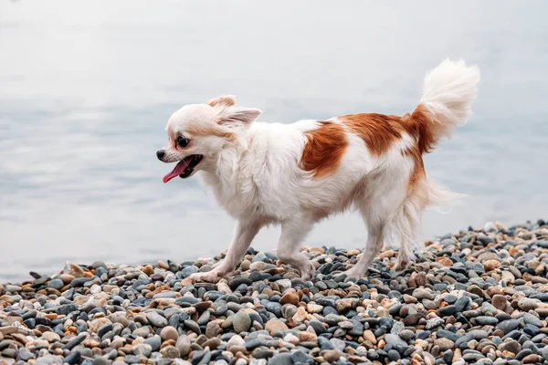 Маленькая Счастливая Красивая Чихуахуа Собака Бежит Быстро Вдоль Пляжа Море — стоковое фото