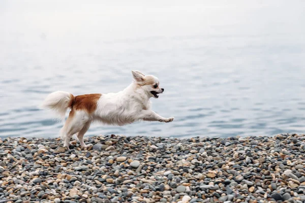Small Beautiful Happy Chihuahua Dog Runs Jump Beach — Stock Photo, Image