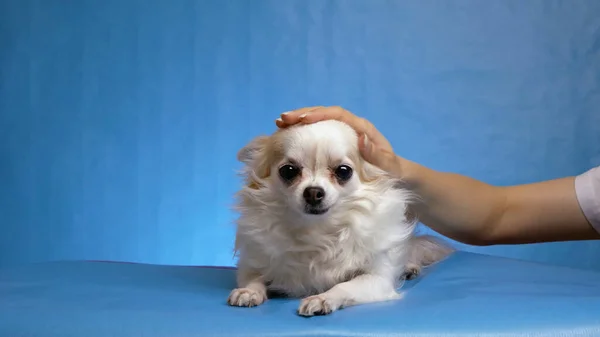 Main Féminine Propriétaire Caressant Beau Chien Blanc Aux Cheveux Longs — Photo