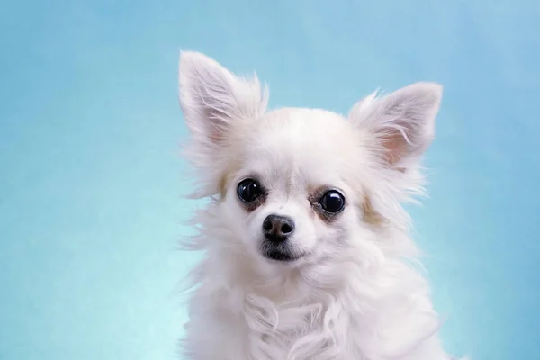 Cute Wide Eyed Chihuahua Isolated Blue Background Studio Funny Chihuahua — Stock Photo, Image