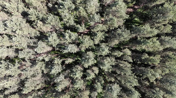 Vista Aérea Arriba Abajo Del Bosque Pinos Verano Atardecer Amanecer —  Fotos de Stock