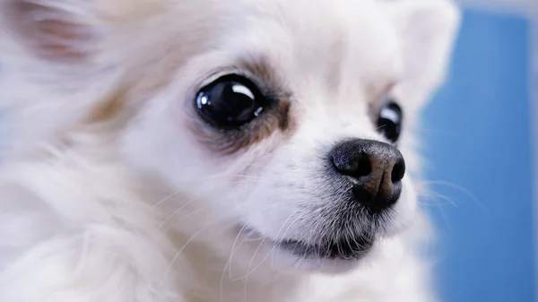 Şirin Bir Chihuahua Köpeği Mavi Arka Planda Burun Yakın Plan — Stok fotoğraf