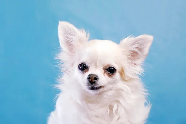 Chihuahua Olhos Largos Bonito Fundo Azul Isolado Estúdio Engraçado Chihuahua — Fotografia de Stock