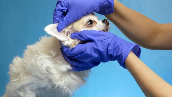 Vétérinaire Vérifie Santé Chien Effectuant Une Inspection Oreille Examen Santé — Photo