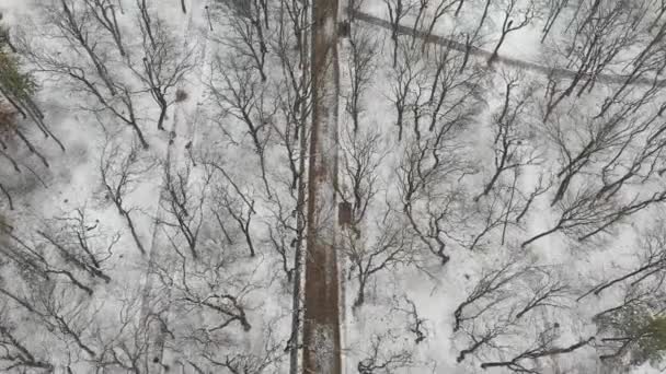 Sentiers forestiers dans le parc d'hiver, vue sur le sommet des drones. Belle forêt avec sentier. Belle vue sur le parc d'hiver. — Video