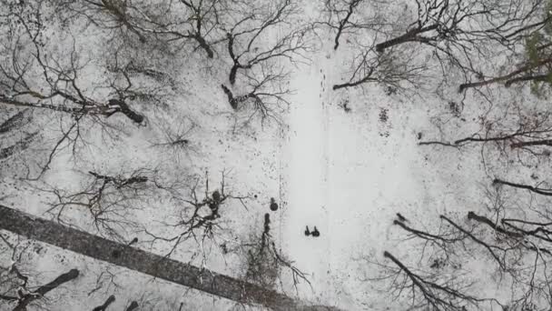 Pessoas que caminham na trilha florestal na floresta de inverno coberta de neve no parque da cidade. AERIAL, vista superior, voando acima de árvores nevadas de inverno — Vídeo de Stock