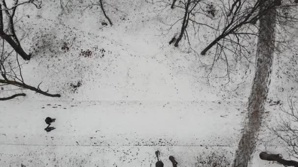 Pessoas caminhando em caminhos florestais no parque de inverno, vista superior drone. Bela floresta com caminho. Linda vista para o parque de inverno. AERIAL — Vídeo de Stock