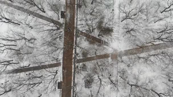 Caminhos florestais no parque de inverno, vista superior do drone. Bela floresta com caminho. Belo parque de inverno vista — Vídeo de Stock