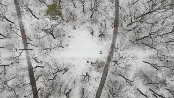 Pessoas caminhando em caminhos florestais no parque de inverno, vista superior drone. Bela floresta com caminho. Linda vista para o parque de inverno. AERIAL — Vídeo de Stock