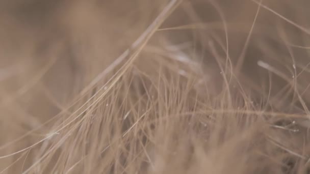 Détails des pointes fourchues de cheveux foncés bouclés. concept de malsain, cheveux abîmés super gros plan vidéo 4k. Concentration sélective. Flou — Video