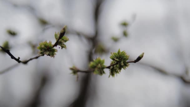 Ağaçtaki bir tomurcuğa yakın çekim. Küçük yeşil yapraklar. Erken bahar, tomurcuklanma — Stok video