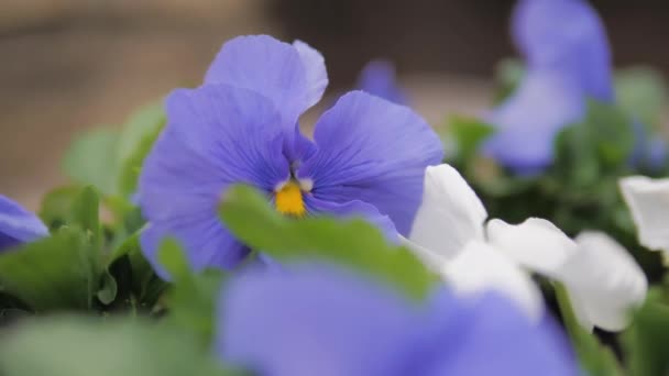 Close-up flower pansy blue outdoors — Stock Video
