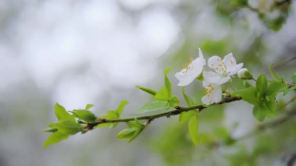 Крупним планом білі квіти на фруктовому дереві. копіювання простору — стокове відео