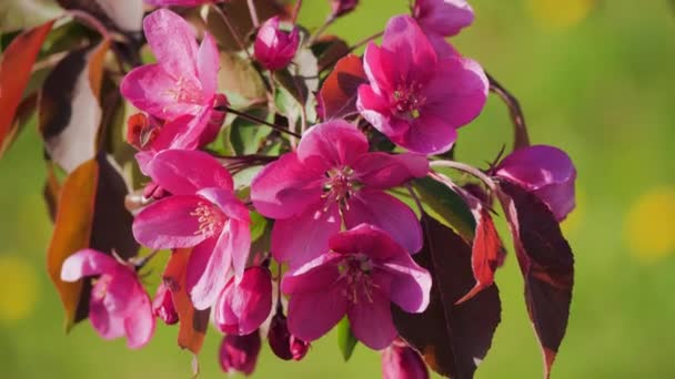 Close-up de flores de cereja japonesas rosa. contexto — Vídeo de Stock