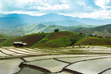 Geleneksel tarım Cheing Mai, Kuzey Tayland.