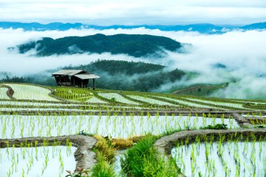 Geleneksel tarım Cheing Mai, Kuzey Tayland.