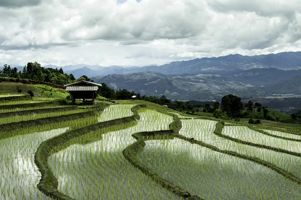 Agricultura tradicional en Cheing Mai, norte de Tailandia . —  Fotos de Stock