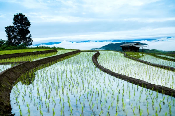 Agricultura tradicional en Cheing Mai, norte de Tailandia . —  Fotos de Stock