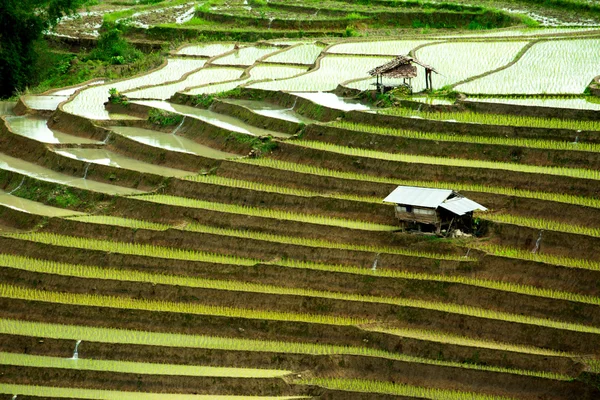 Geleneksel tarım Cheing Mai, Kuzey Tayland.