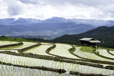 Geleneksel tarım Cheing Mai, Kuzey Tayland.