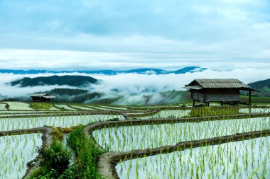 Geleneksel tarım Cheing Mai, Kuzey Tayland.