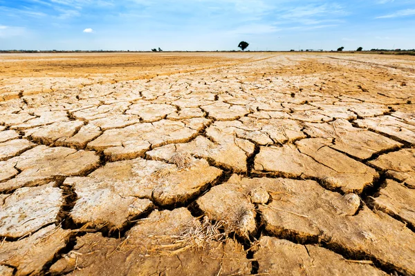 Terreno con suelo seco y agrietado . —  Fotos de Stock