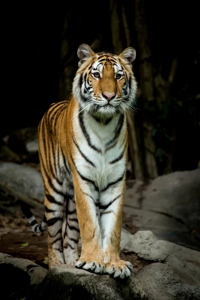 Asya Bengal kaplanı