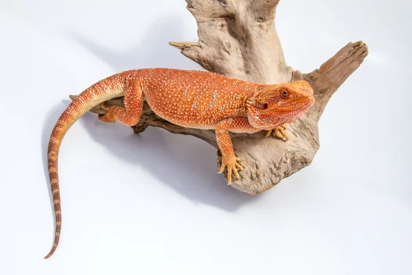 Animal de estimação barbudo dragão — Fotografia de Stock