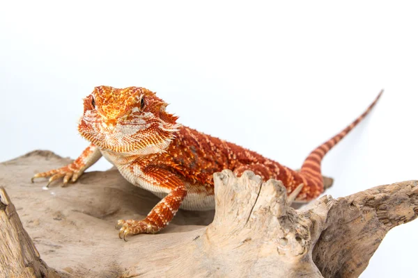 Animal de estimação barbudo dragão — Fotografia de Stock