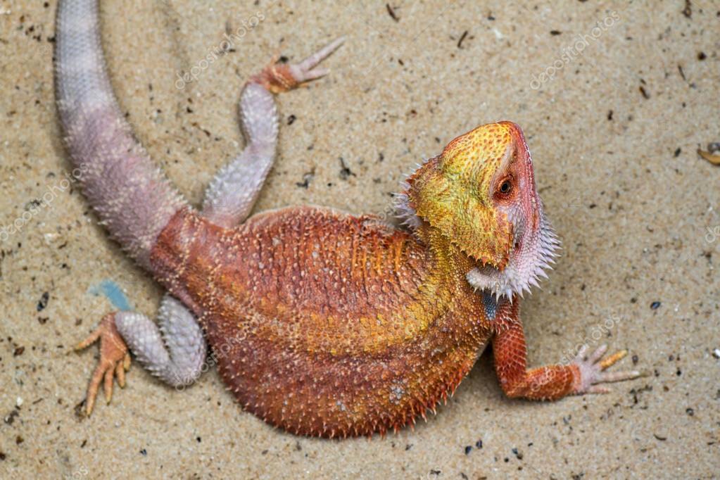 Le Dragon Barbu Image Libre De Droit Par Voraorn C Le Dragon Barbu Image Libre De Droit Par Voraorn C
