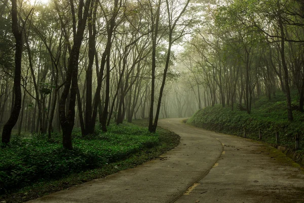 Árboles del bosque lluvioso — Foto de Stock