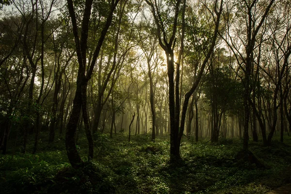 Florestas tropicais — Fotografia de Stock