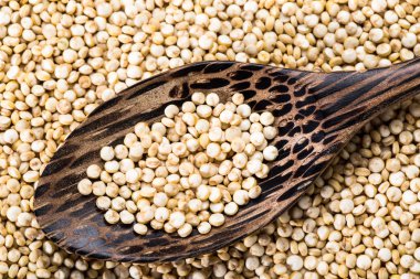 Quinoa organik tohum