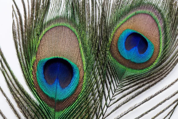 Pavão Pena — Fotografia de Stock